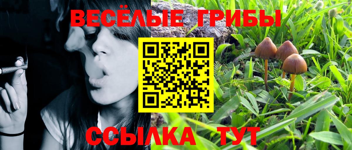 Псилоцибиновые грибы Psilocybe Изобильный